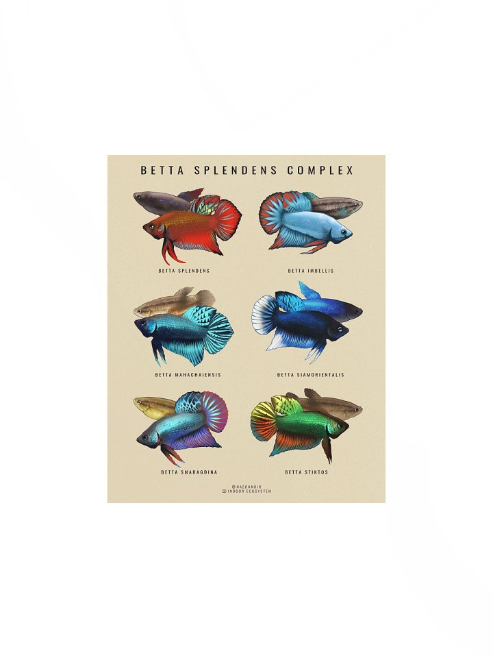 BETTA SPLENDENS COMPLEX POSTER (CREAM) product image (1)