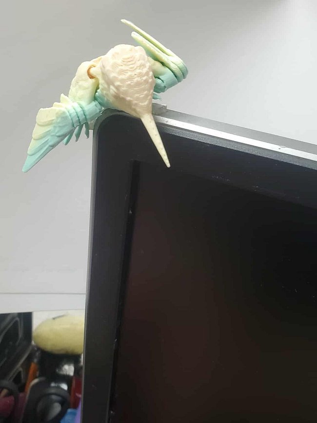 Birds