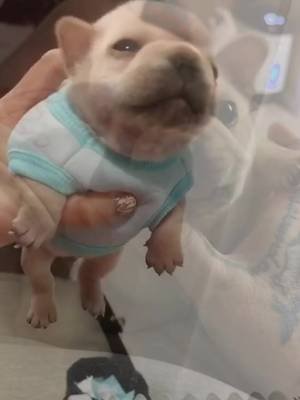 pibble so cute