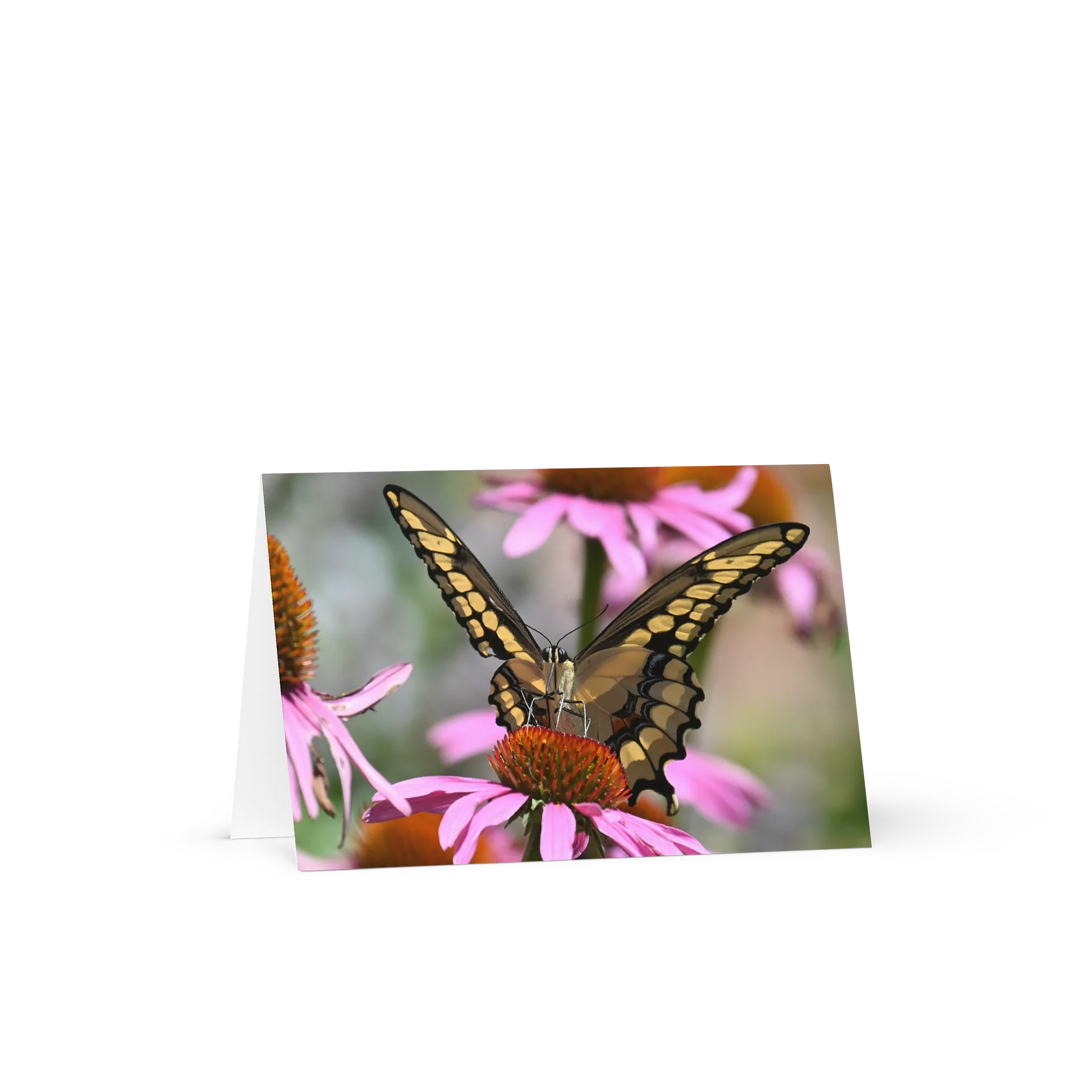 "Sitting Tall" (Blank Card) product image (1)