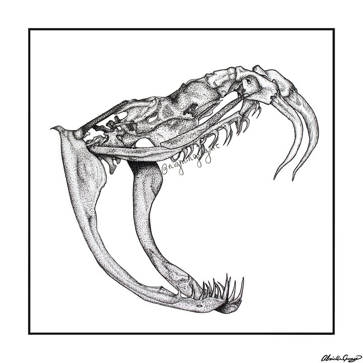 Rattlesnake Skull - Fine Art Print product image (2)