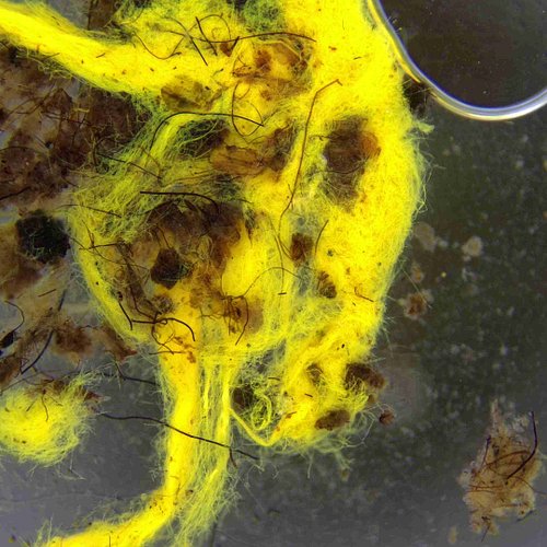 This is a mycorrhizal fungus called Piloderma fallax. It is an indicator species of old growth and mature Doug fir forests in...