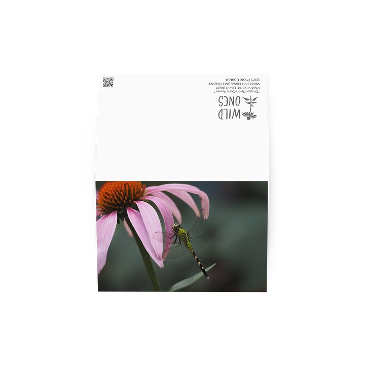 "Dragonfly on Coneflower" (Blank Card) product image (2)