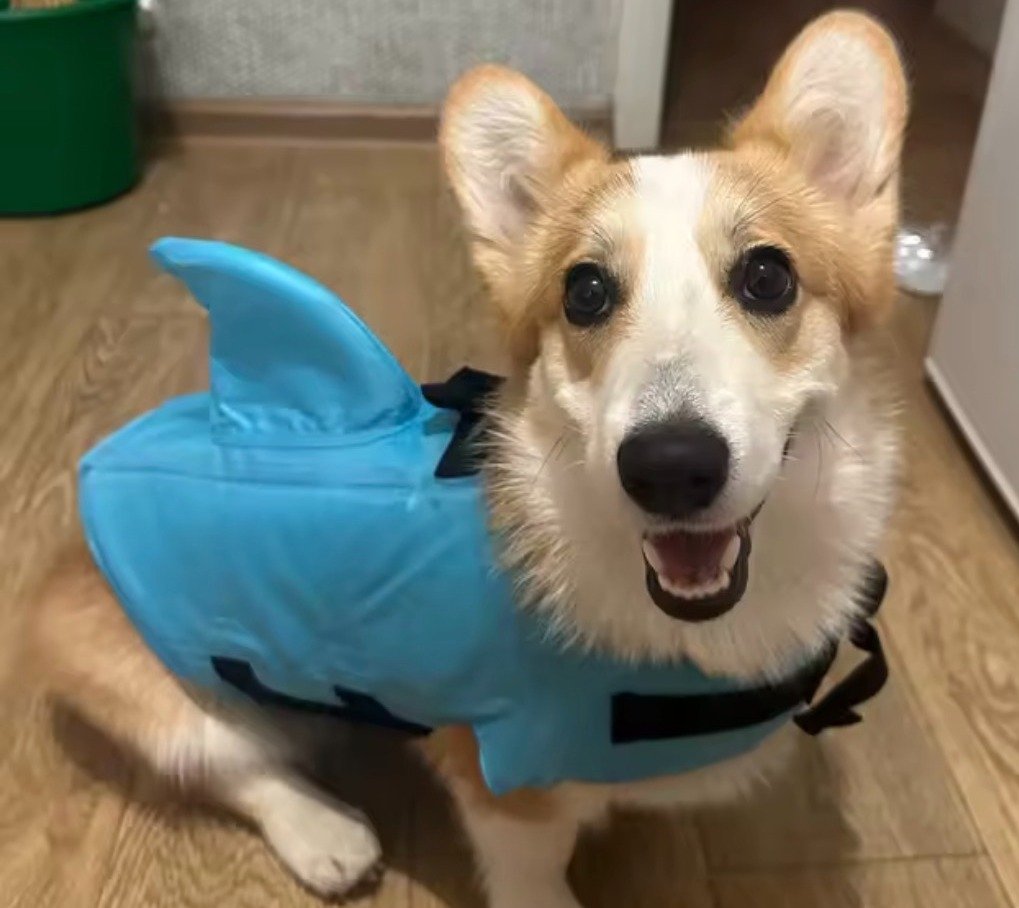 Life Jackets For Dogs and Cats product image (12)
