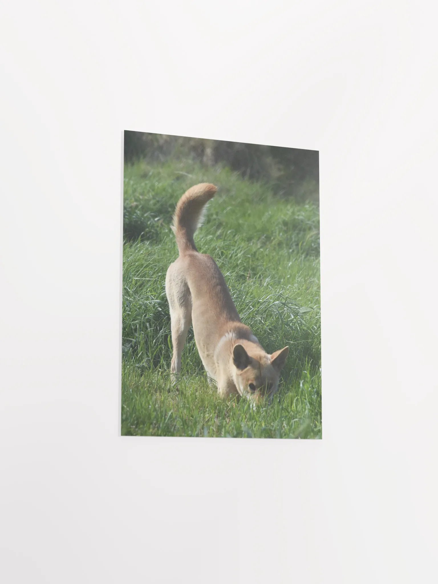 Dingo - 1 product image (3)
