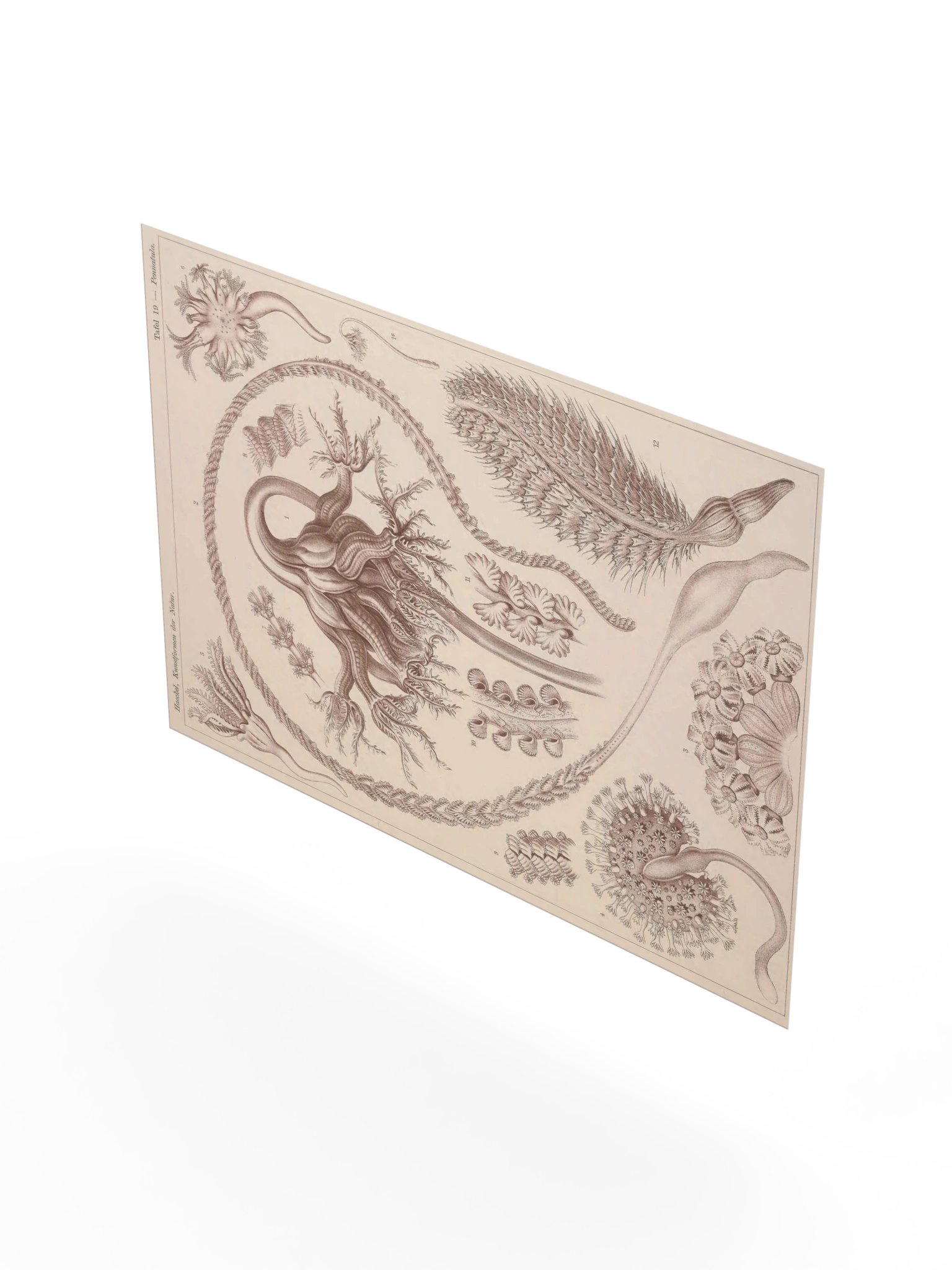 Pennatulida, Plate 19 – Haeckel Poster product image (8)