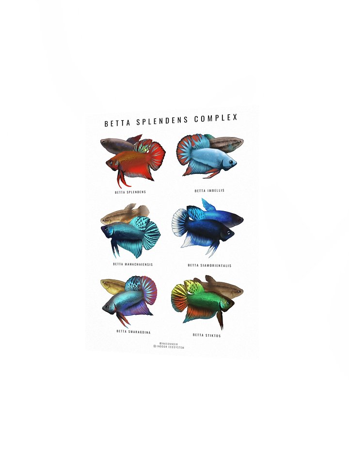 BETTA SPLENDENS COMPLEX POSTER (WHITE) product image (2)