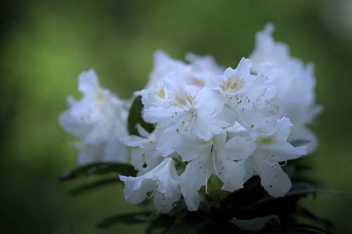 Gentle and fragile, like a moment you want to hold forever, but knowing you can't.

Sanft und zerbrechlich, wie ein Augenblic...