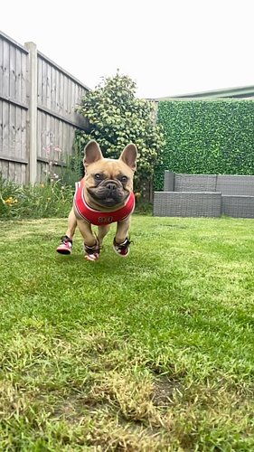 Tip-toeing in my Jordans 👟 

#jordans #tiptoeinginmyjordans #funnydog #funnydogs #frenchbulldog