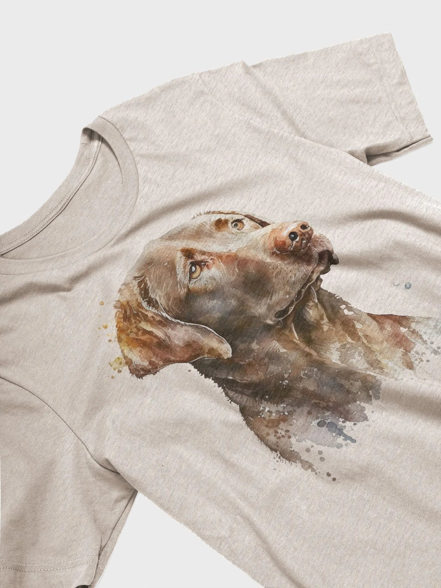 Chesapeake Bay Retriever product image (2)