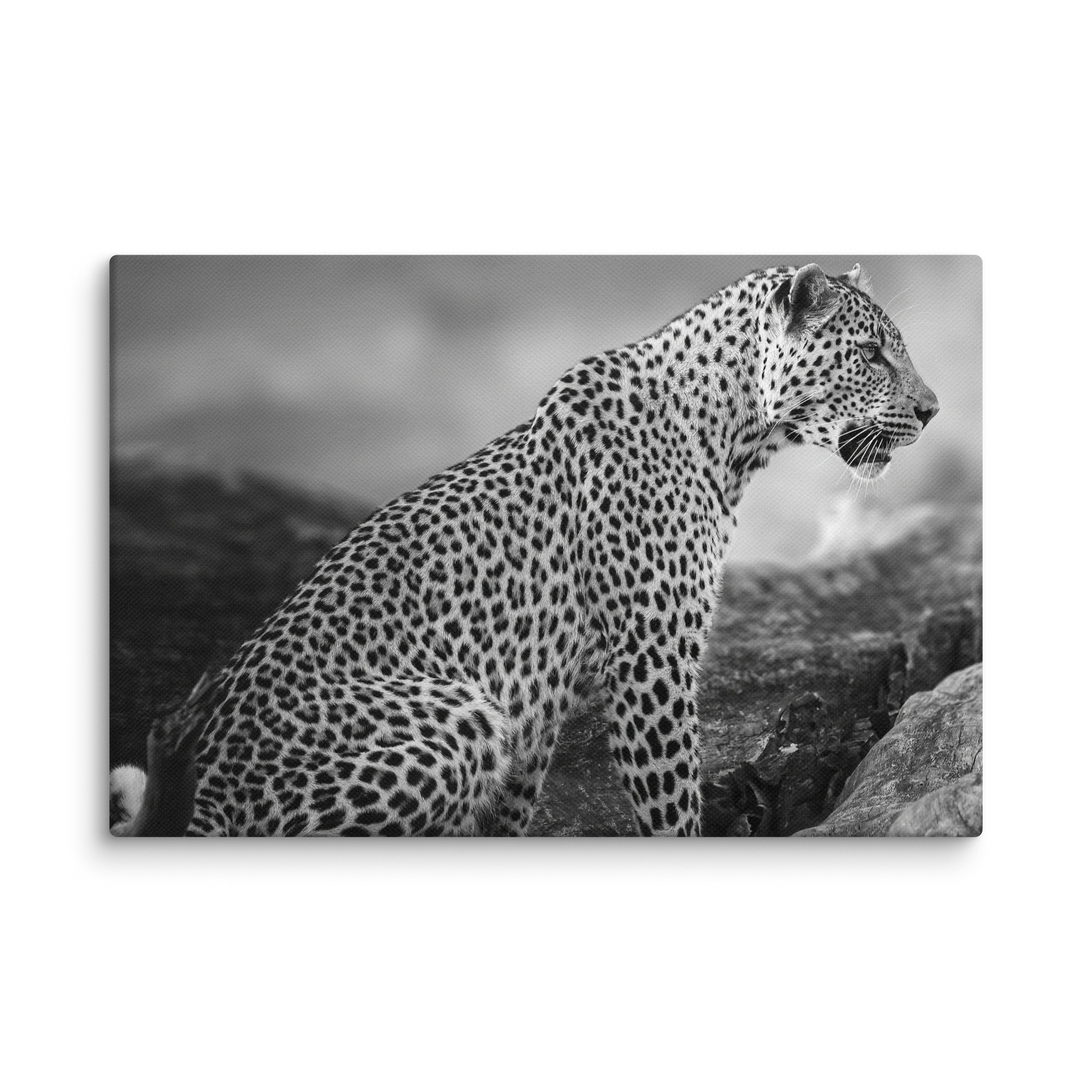 Leopard, Black and White product image (1)