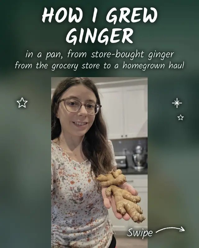 I grew ginger in a foil roasting pan, starting from plain store-bought ginger 🫚🌱 Swipe for the whole journey, from planting to the harvest! 🗓️ When to start: late winter to early spring (about Feb–March in cold climates), indoors, roughly 8–10 weeks before your last frost. It sprouts best in warm soil (70–78°F), and a heat mat helps! Quick how-to: 1️⃣ Use ORGANIC store-bought ginger with plump little buds (