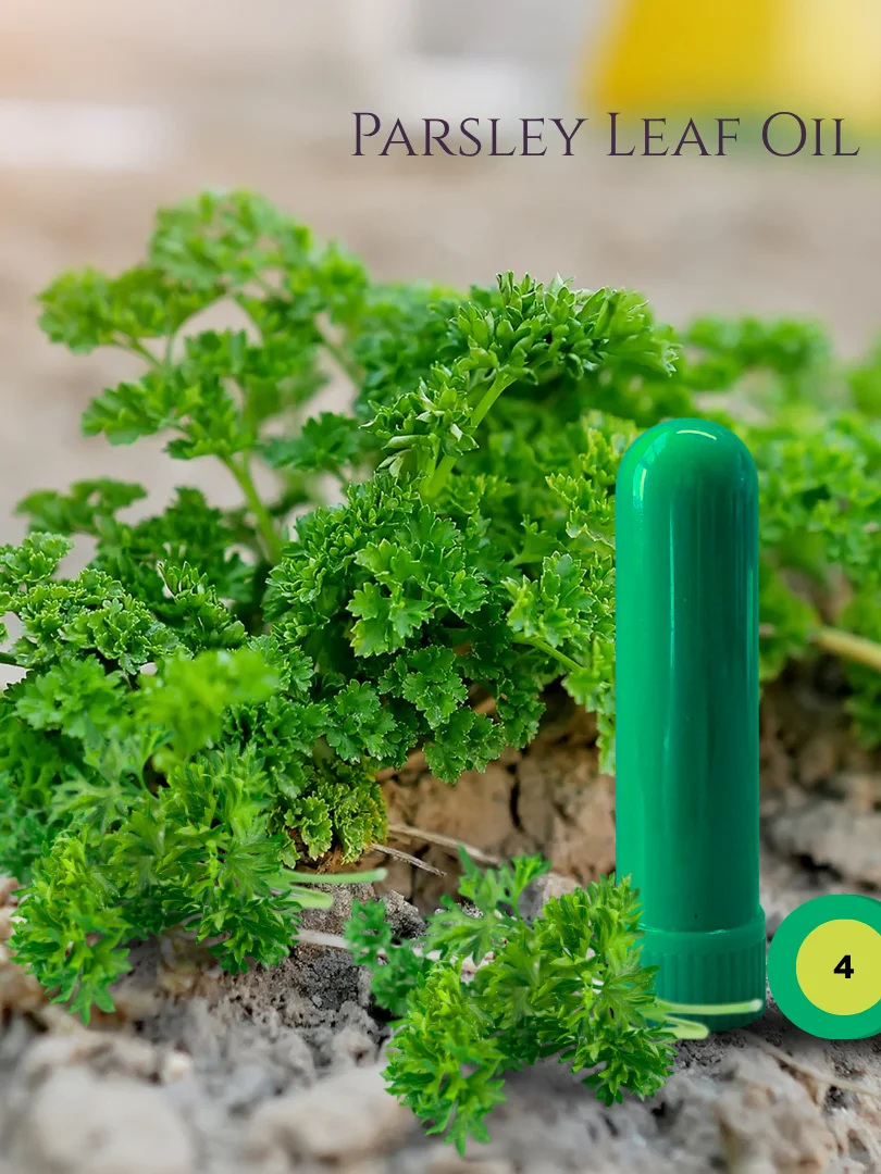 Olfaria Herbs Odor Training Kit | 5 Single-Note Essential Oils | Scent Education | Train Your Nose product image (5)