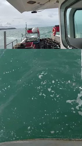 Starfish!! XD