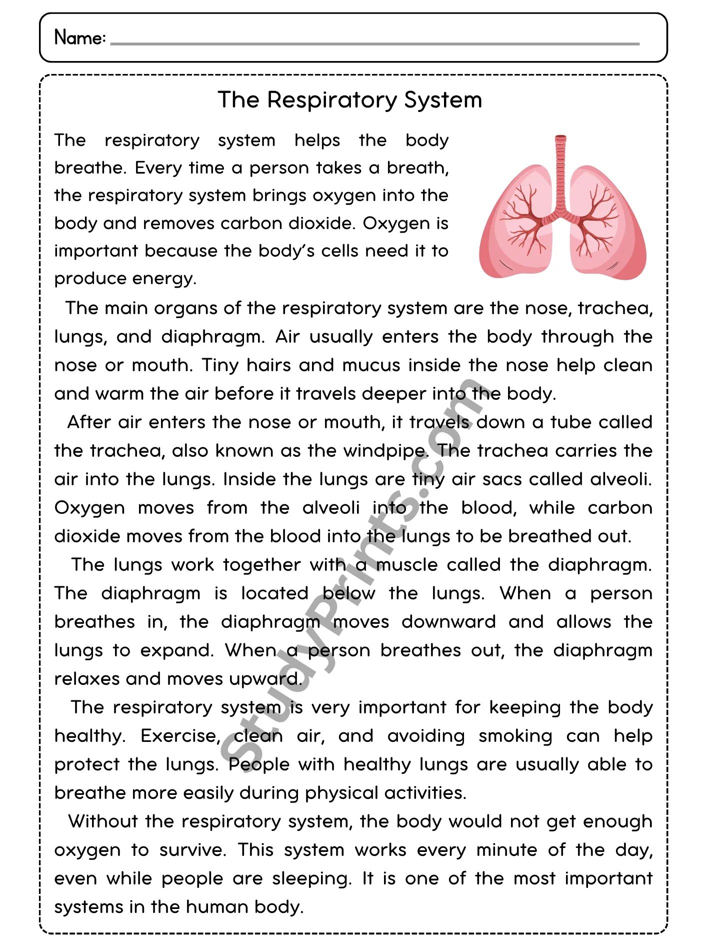 The Respiratory System Reading Comprehension Passage and Questions | Printable PDF product image (2)