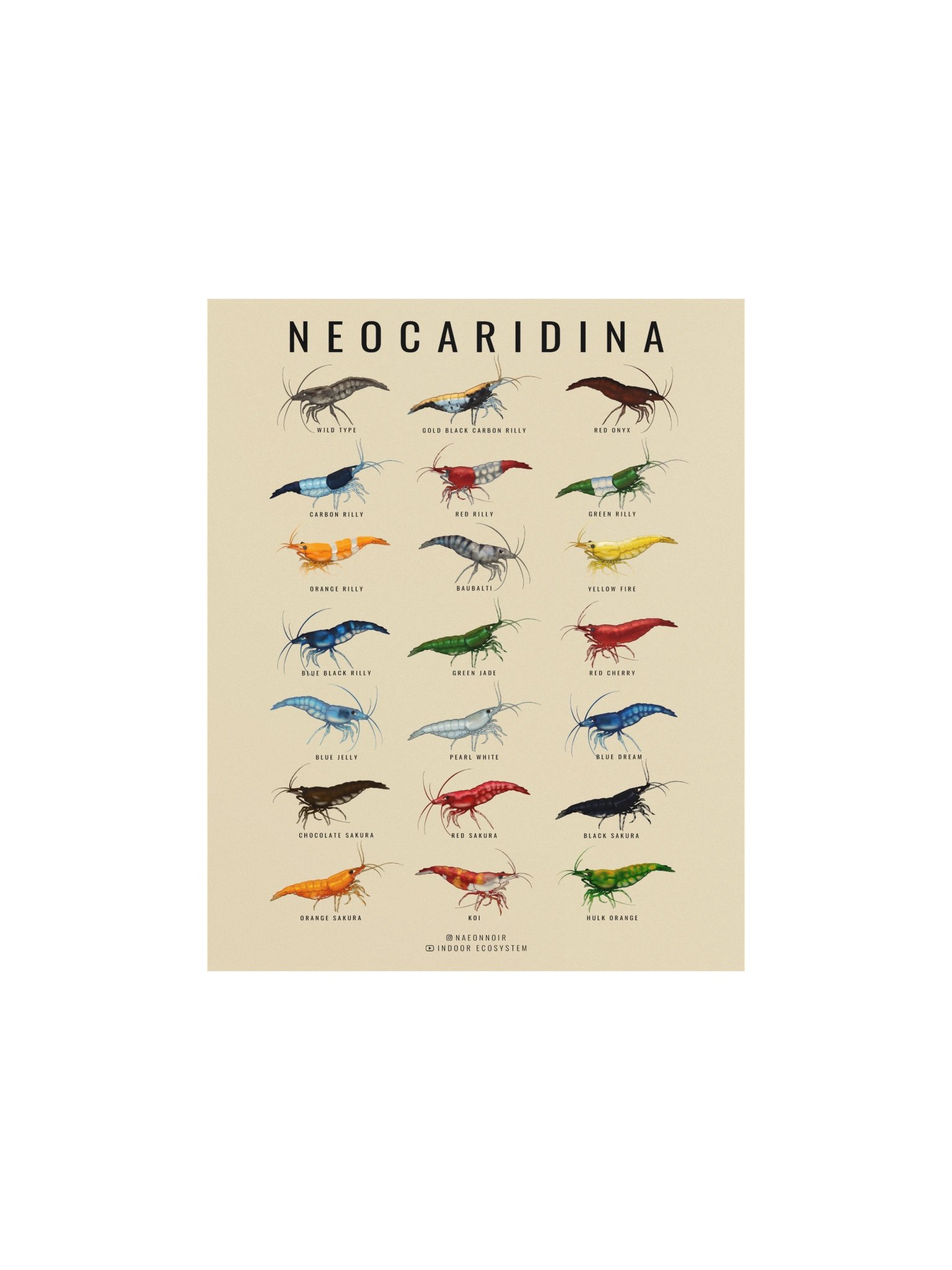 NEOCARIDINA SHRIMP POSTER (CREAM) product image (1)