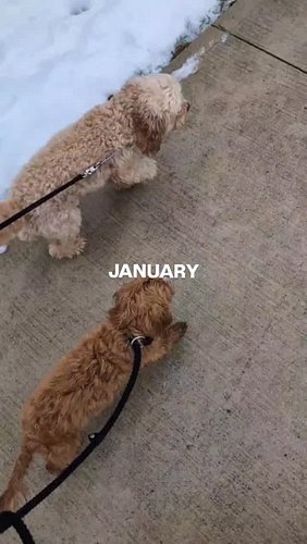 ✨🐶 2025, you were PAWRRIFIC🐶✨

A year full of wins, growth, breakthroughs, and unforgettable moments with some incredible dog...