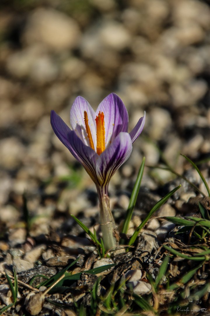 Fine art photography - Resilient Bloom product image (1)