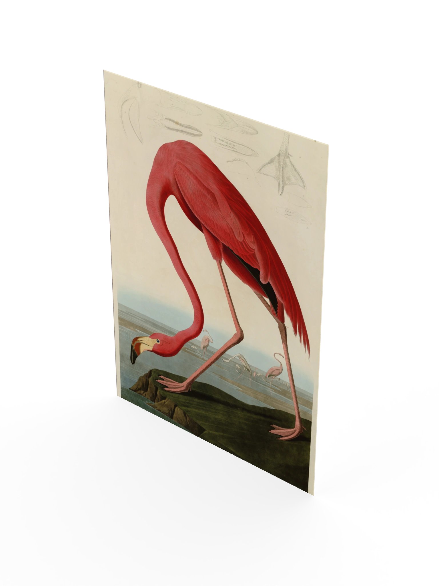American Flamingo, Plate 431 – Audubon Poster product image (3)