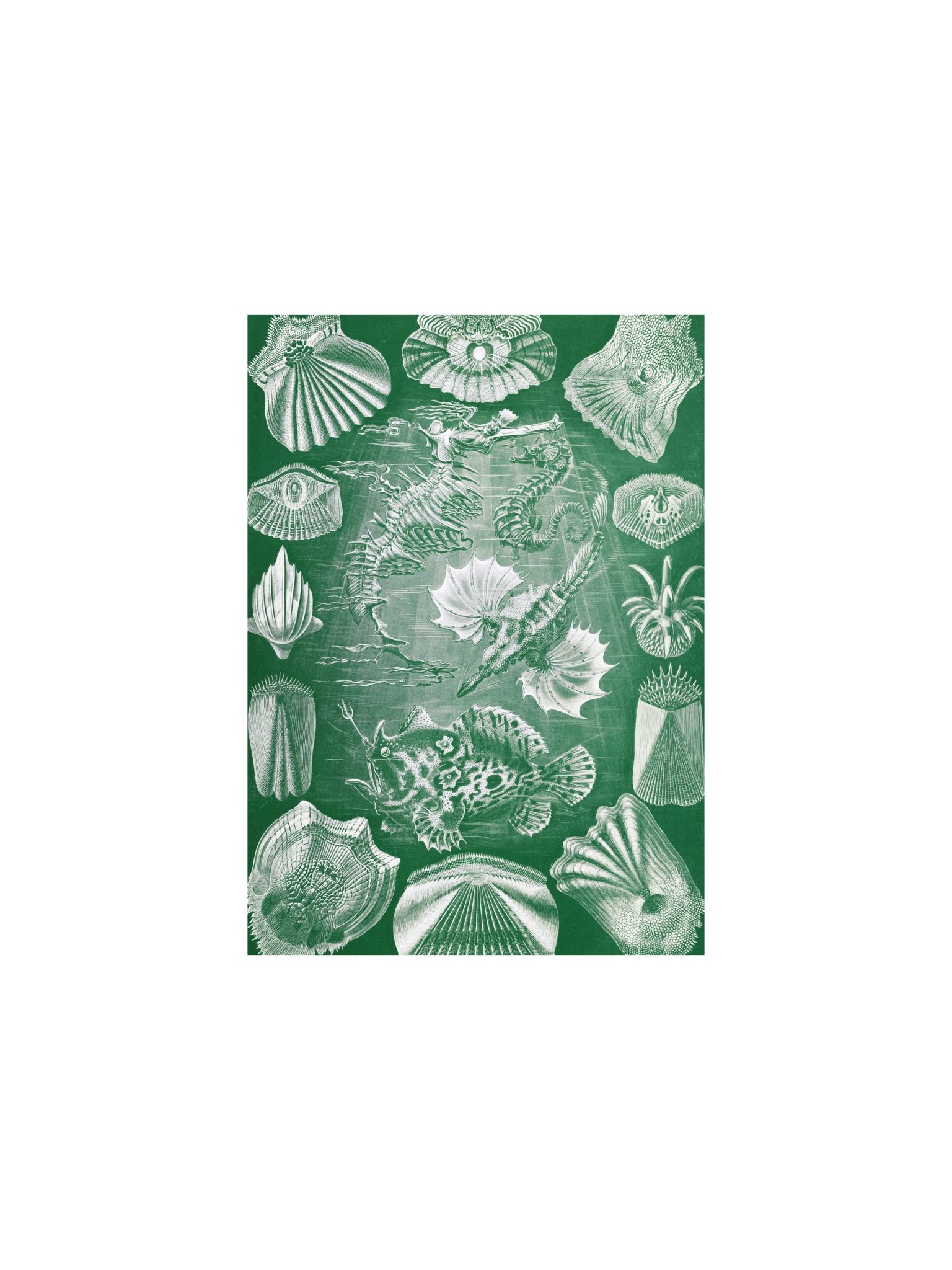 Bony Fishes Antique Marine Zoology Art Print product image (2)