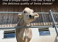 cowfacts's tag thumbnail