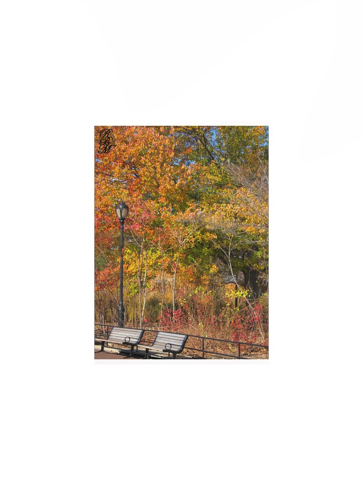 Park Bench and Autumn Leaves product image (1)