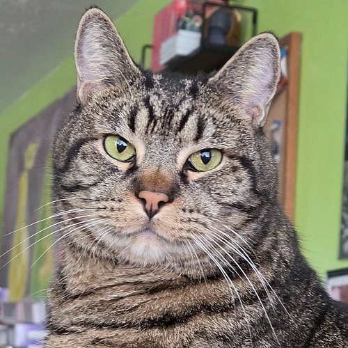 Day 304: 391 words. I'm struggling to figure out stuff to post about on social media again. So I guess here's a picture of Gar.