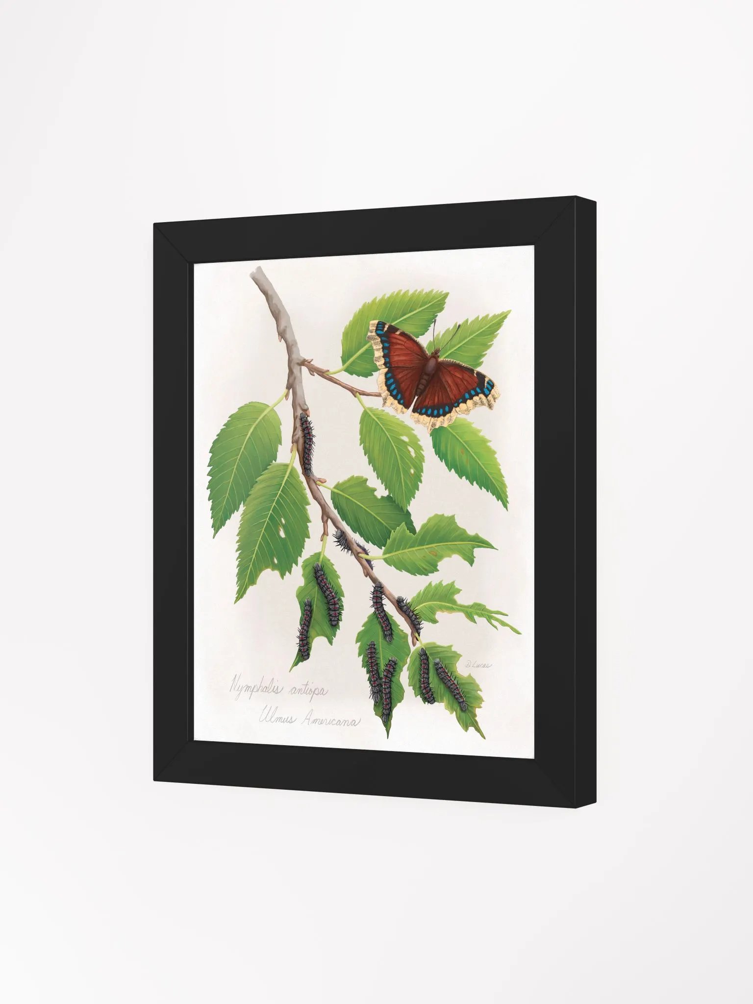 Mourning Cloak Butterfly product image (31)