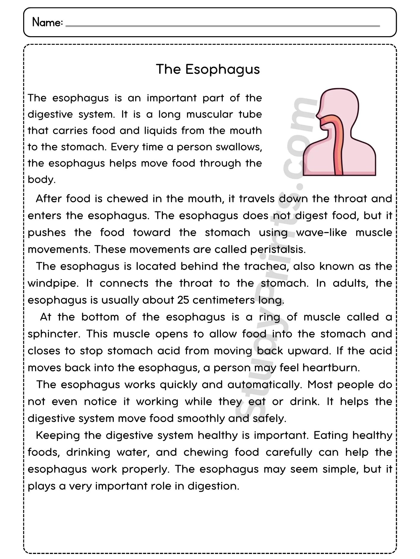 The Esophagus Reading Comprehension Passage and Questions | Printable PDF product image (2)