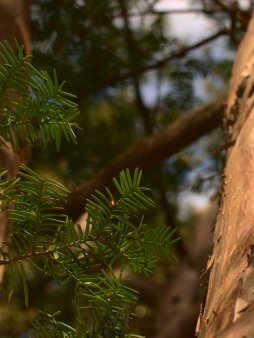 Between the Branches Digital Wallpaper Set product image (3)