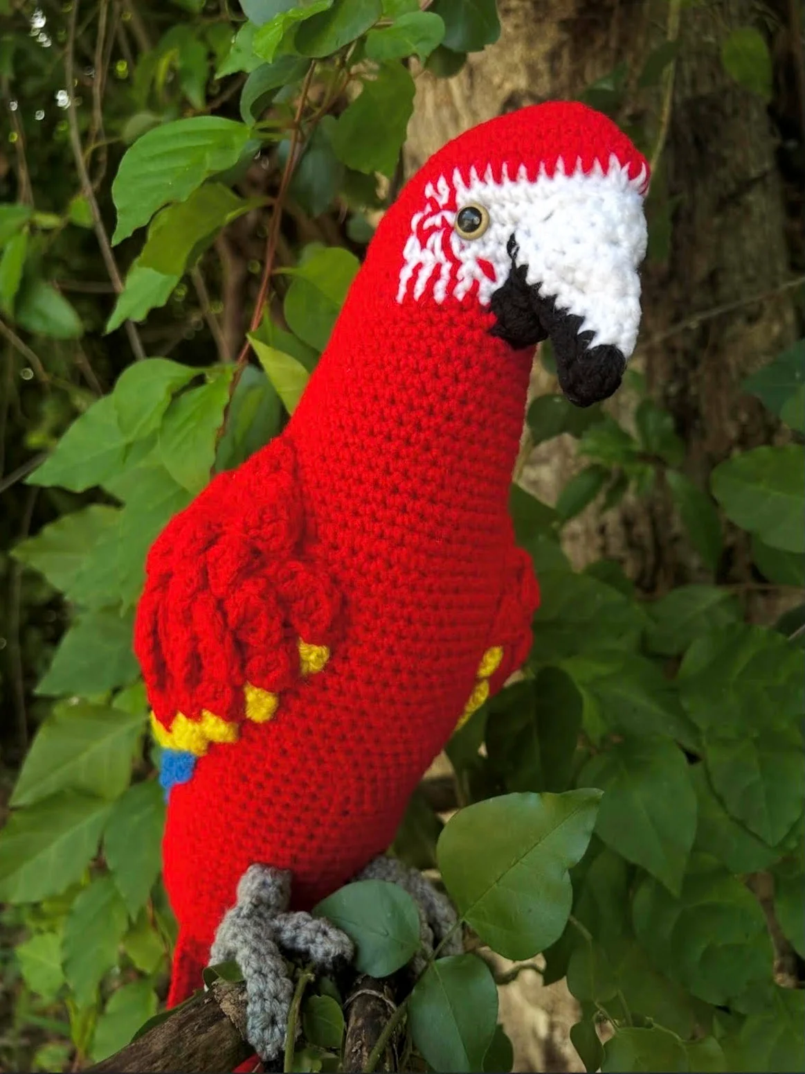 Guacamayo product image (1)