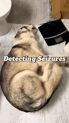 Detecting Seizures 😷
Get your practice kits and merch through link in bio ⬆️
#medicalinstagram #veterinariansofinstagram #sur...