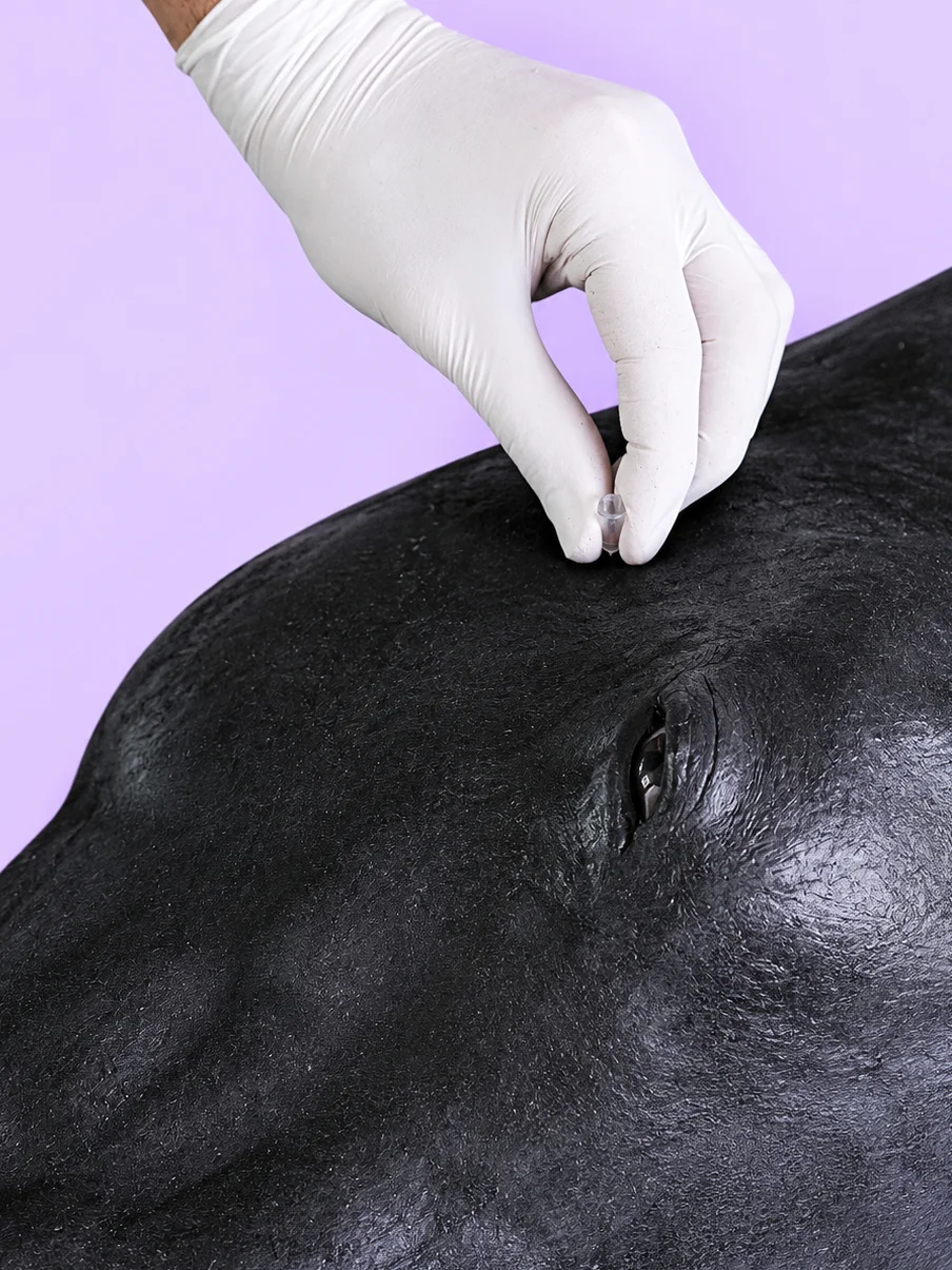 All-In-One Equine Procedures Simulator (Hyperrealistic) product image (9)