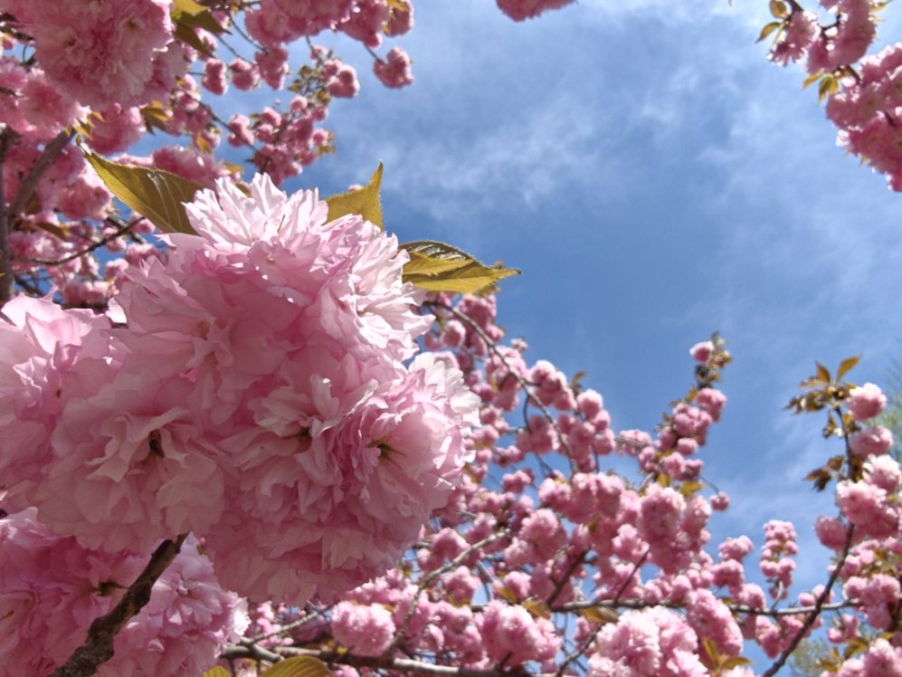 Pink blossoms