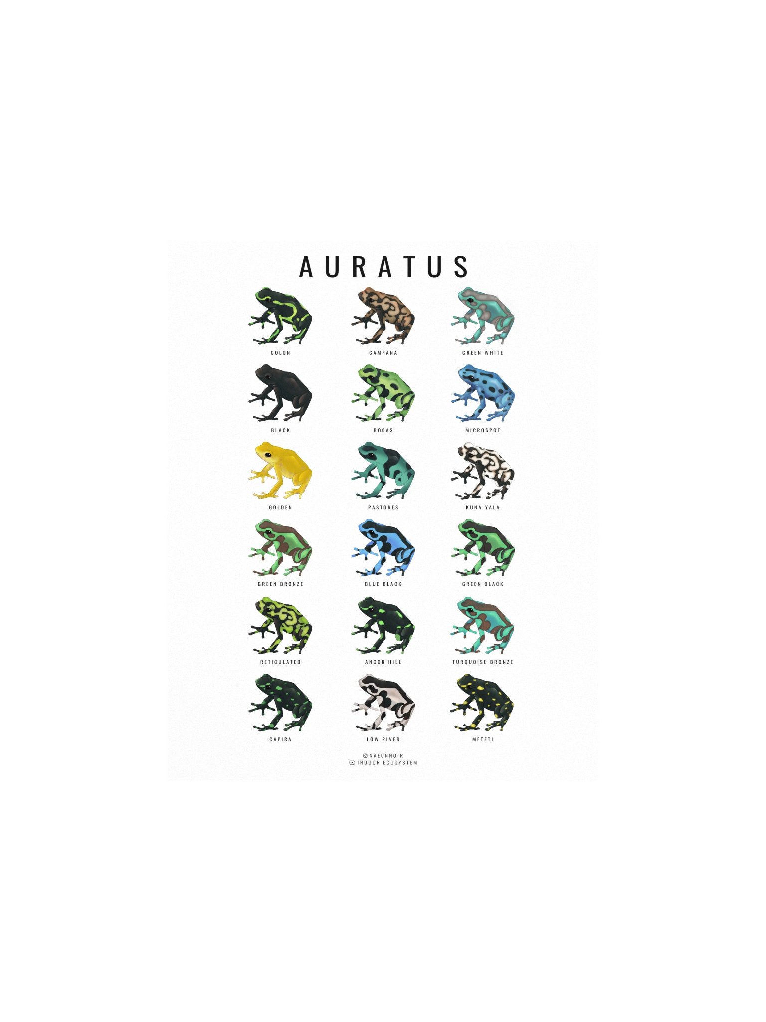 AURATUS DART FROG POSTER (WHITE) product image (1)