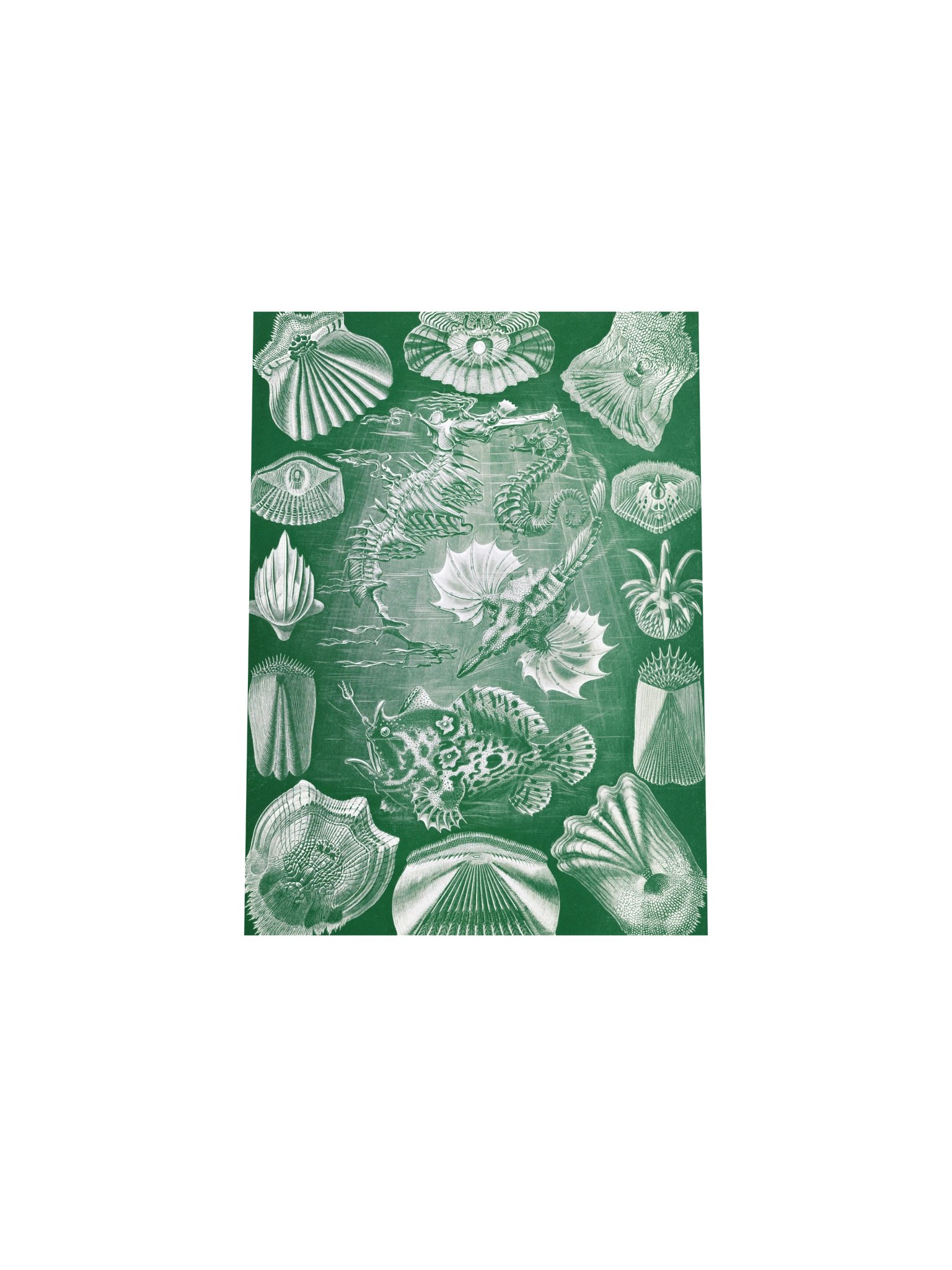 Bony Fishes Antique Marine Zoology Art Print product image (11)