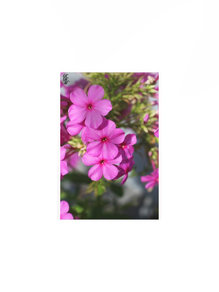 Little Pink Flowers product image (1)