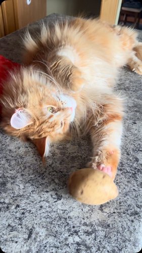 Here’s my orange boy - and his holiday potato. Happy Thanksgiving” to all celebrating🦃#orionregulusignatius #orionkitty #main...