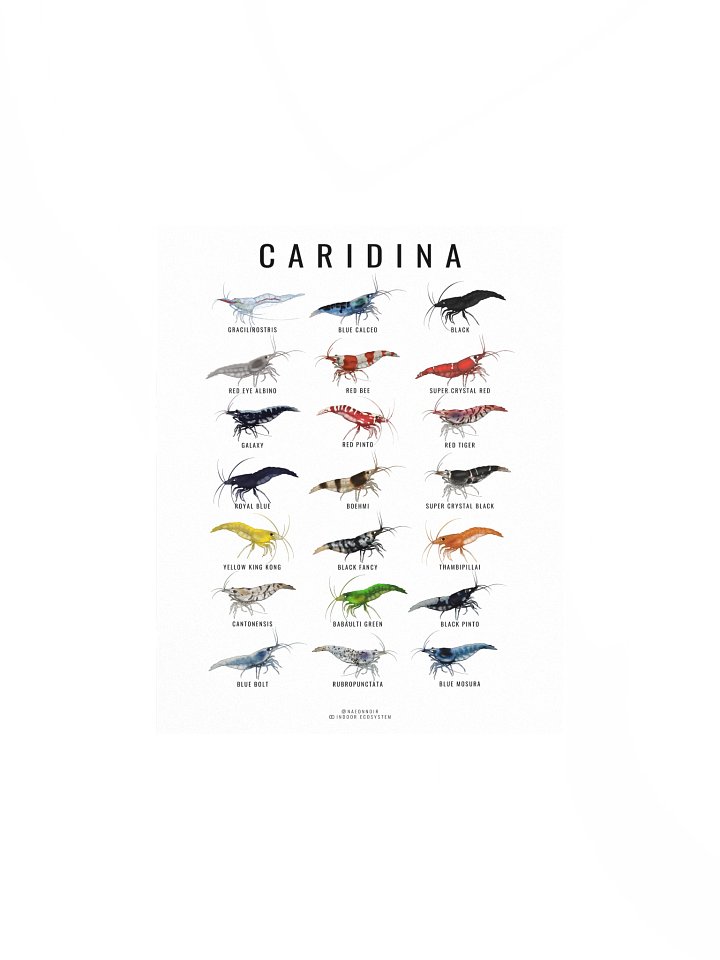 CARIDINA SHRIMP POSTER (WHITE) product image (1)