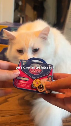 It’s not THAT ugly… Just unexpected 😪✨🩷 

#cats #lps #lpsg7 #blindbox #whitecat