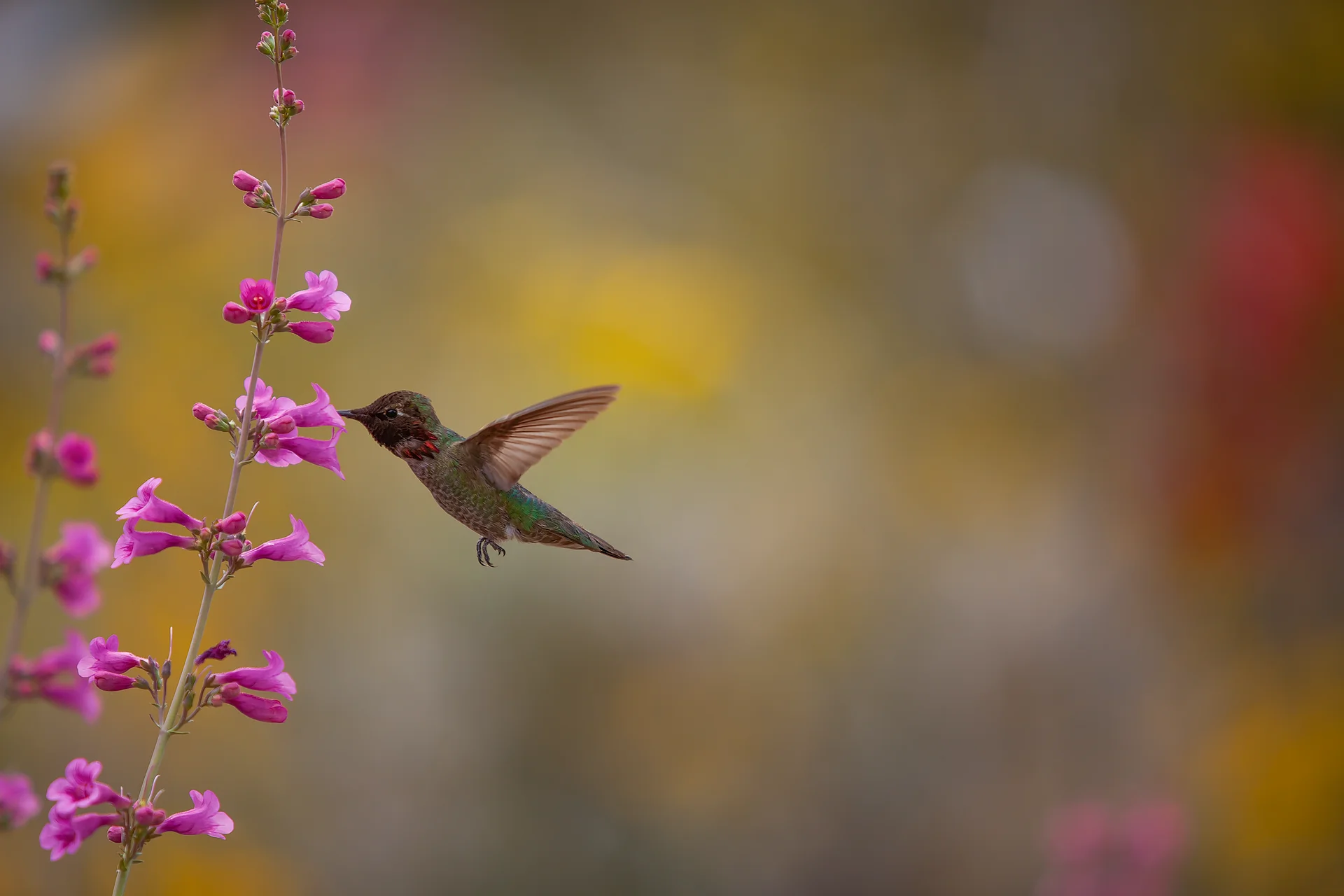 Print - Anna's Hummingbird product image (13)