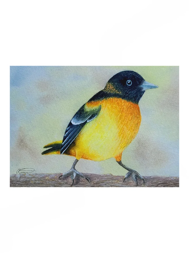 Fine Art Prints - Birds