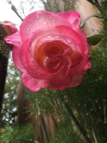 Sending beautiful vibes from the rose fennel combination. 
I feel a spell coming on.
Much deliciousness to you x

#BeautifulV...