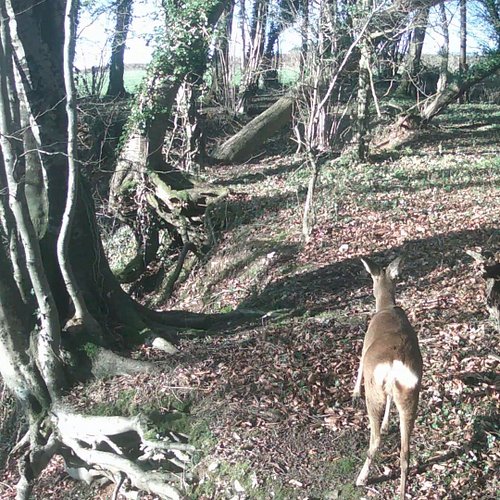 The peacefulness of the woods ~ day and night x

#Woodland #ShinrinYoku #ForestBathing #MeditateInNature