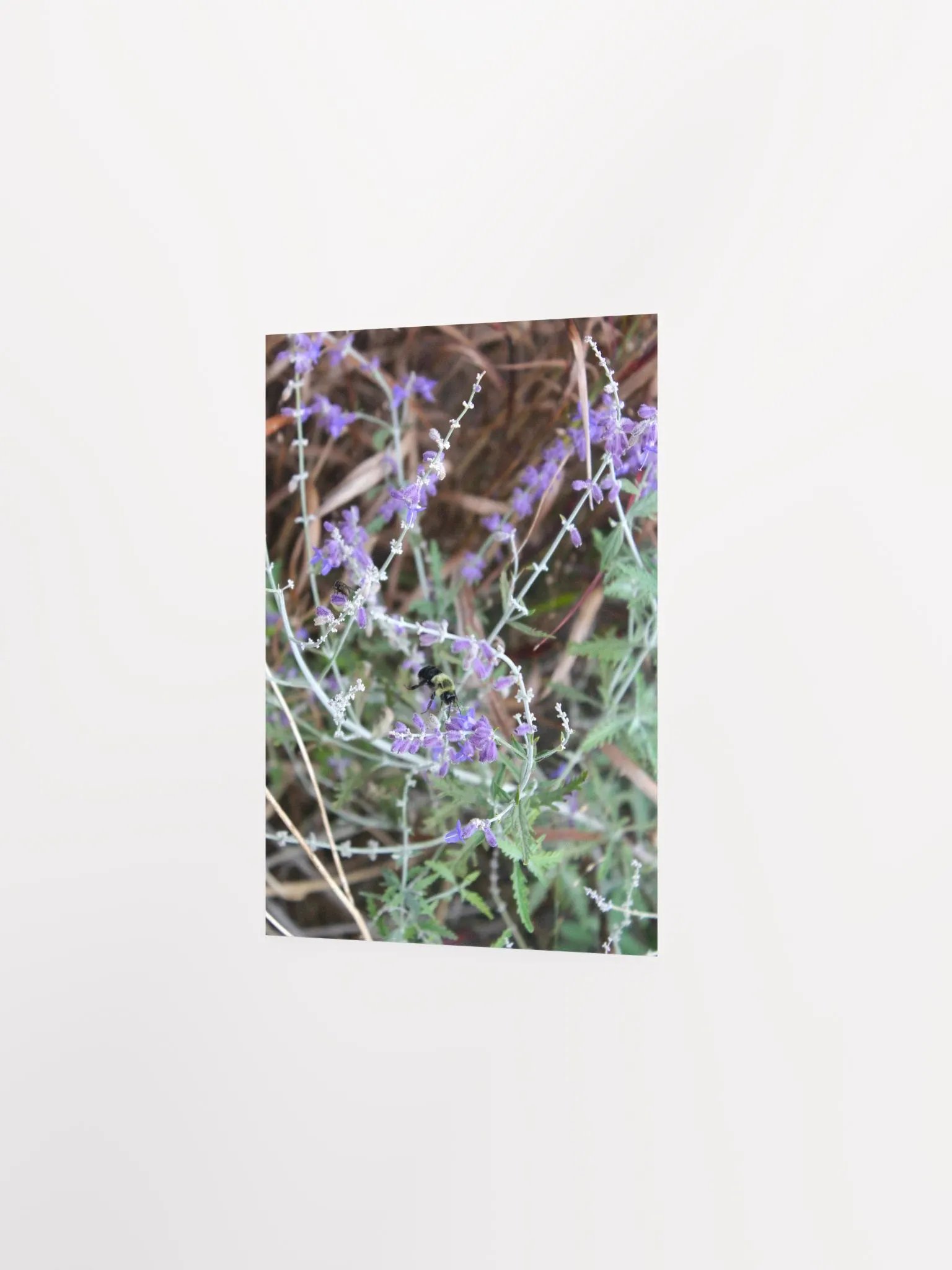 A Study in Flowers 12 product image (13)