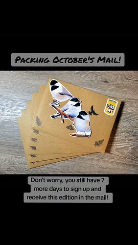 Packing up October's Black-capped Chickadees for my mail club! If you want to get your hands on Octobers edition, THERE'S STI...