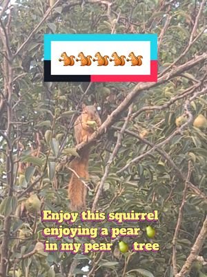 i love animals and nature so much 😍😍 #squirrel #peartree 