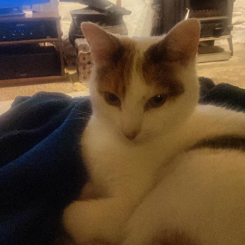 Pretty is as pretty does, and Maisie does pretty pretty darn well. #calicocat