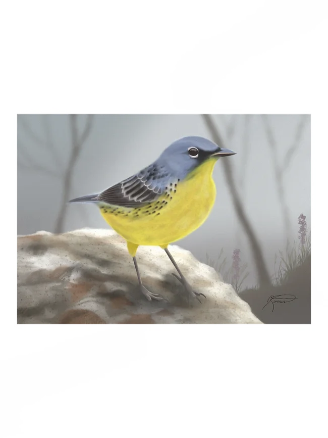 Fine Art Prints - Birds