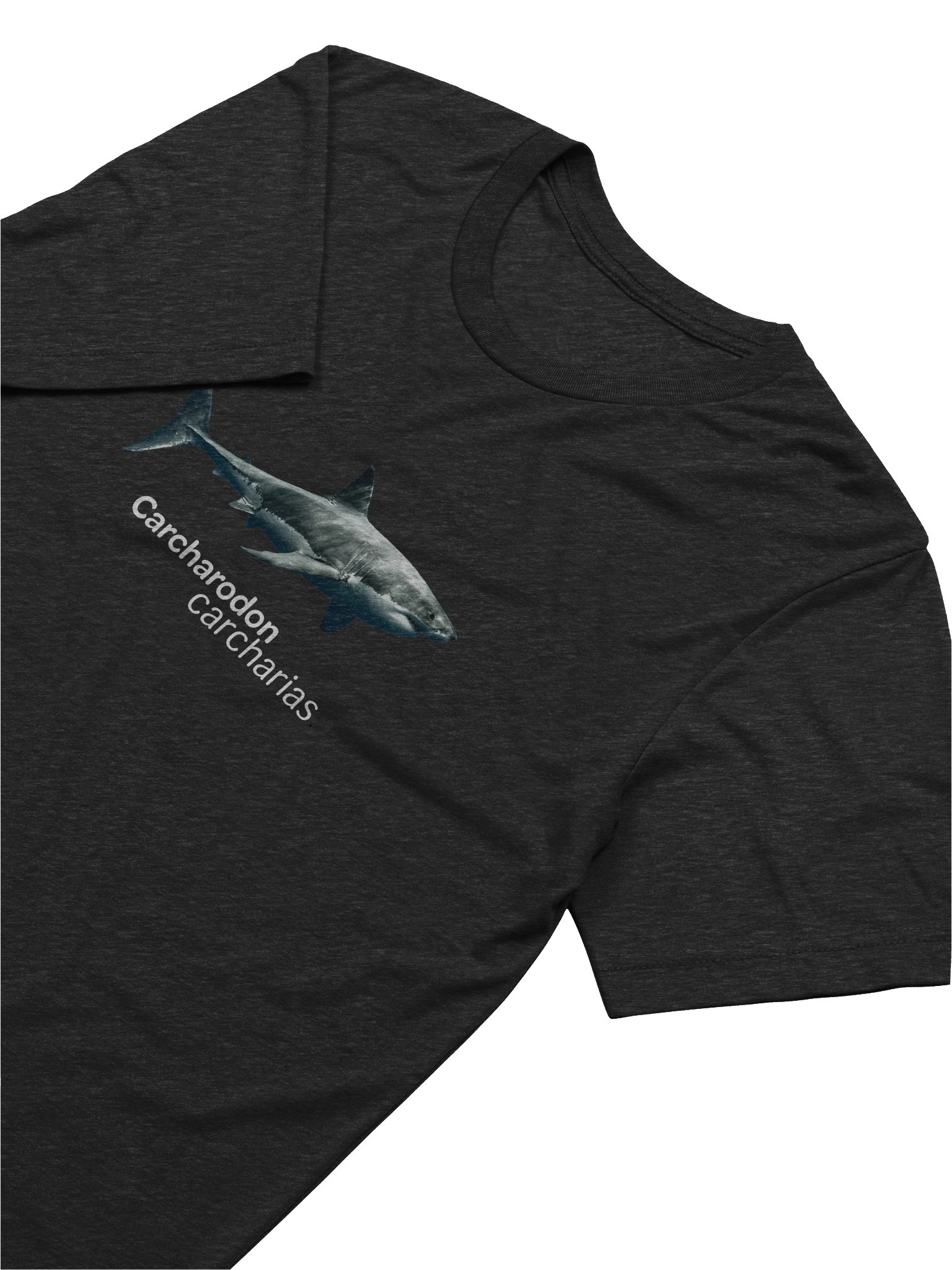 Carcharodon carcharias. product image (6)